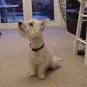 marc casey - @pisserjed - Twitter