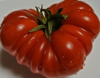赤茄子 Aka Nasu Twitter 赤茄子 Aka Nasu Twitter