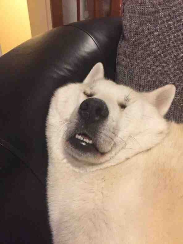 firefox1753's profile picture. fx ポーカー