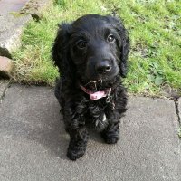 george ridgeway (@toprefgeorge) Twitter profile photo