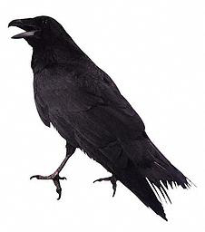 DEGR00T's profile picture. 