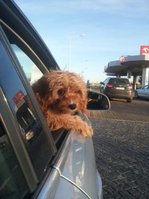 shimoikedachou's profile picture. Medien, TV, News, Berlin, Japan