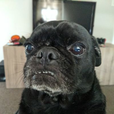 I do stuff with computer things. I enjoy Pugs, music (except new country and Christian music), learning to play the violin, and learning to be part of a family.