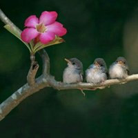 Rahimeh ahmadi (@ahmadi_rahimeh) 's Twitter Profile