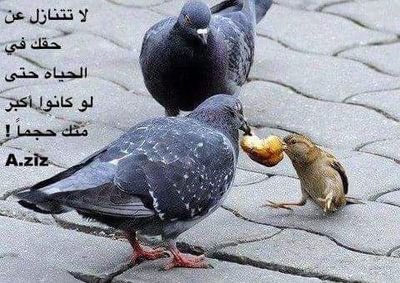 hamrawy99's profile picture. كل ما يطرح من فكر قابل للنقاش بقواعد المناقشة  الصحيحة