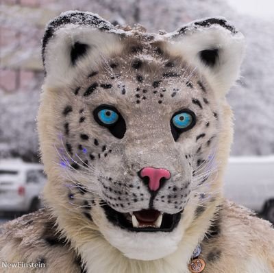 Fluffy snep and fluffy Forest Cat. WI, Single Male, Demi and Straight, 30s