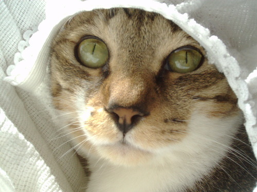 猫大好き。食べるの大好き。
ある時は司会者。ある時は女優。
そしてまた、ある時は…。
「ＳＳＴプロデュース」所属／
「劇団野良猫救済プロジェクト」主宰／「新宿みらい派」代表