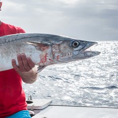 @CapeCoral_Fish