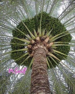 al_reduan's profile picture. MBS