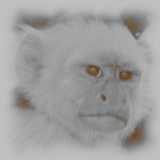 _grumpymonkey_'s profile picture. Einer muss ja mal was sagen...