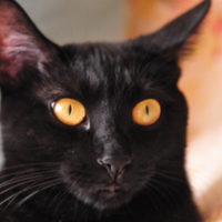 be (@elore) 's Twitter Profile