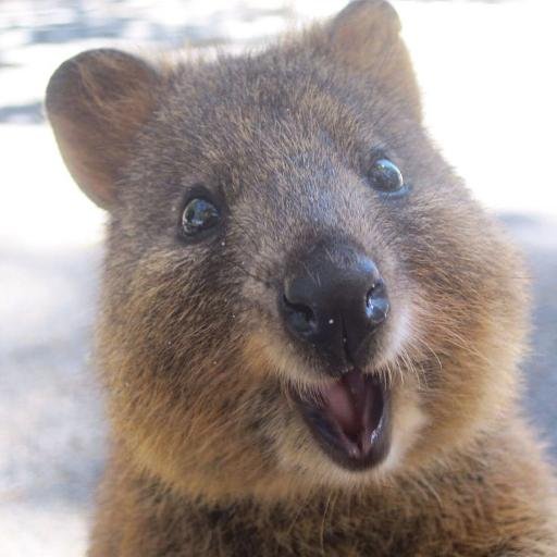 Quokka