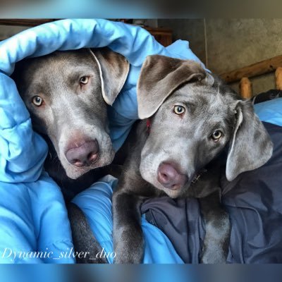 Silver Labrador Retrievers ---Scarlett & Ember Grey---Females AKC Registered Contact: Silverlab_scarlett_grey@yahoo.com