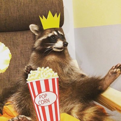 jackyrpg's profile picture. Je suis Jacky, un raton laveur de 2 ans, j'aime mon papa et je reve de rencontrer l'amour. || will.