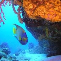 Diving Adventures (@scubaplanet) 's Twitter Profile
