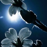 Sweet Life (@nicenewyear) Twitter profile photo