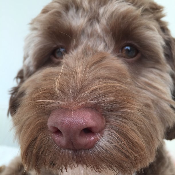 Making apps for friends, family, and our crazy cockapoo, Olive