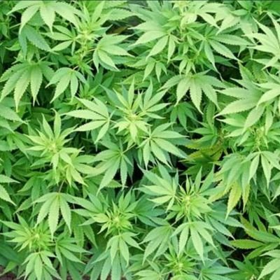Bringing New Mexico's top Cannabis Connoisseurs together for #secretseshNM in 2017 | DM for Sponsorship Packet or Media Kit 18+ | #womengrow