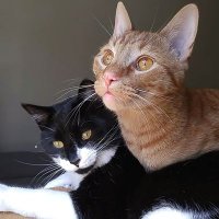 Ajax & Cheetto(@AjaxCheetto) 's Twitter Profile Photo