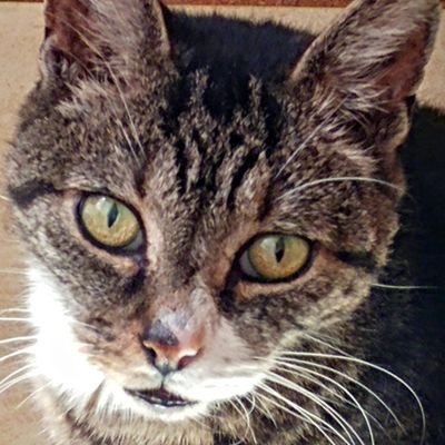 SmogLondonCat Profile Picture