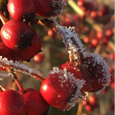 LRHson's profile picture. Litter picker, Allotmenteer, Remainer, Crone