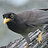 quick2bird's profile image