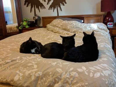 Furry guys Arnold, Sterling, and Lewis make up this pack of tuxedo cats. They are guys about town and ready to blow you away with cuteness