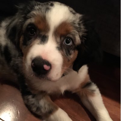 A mini Australian Shepherd named Max. Codename: Roast Beef. One blue eye, one brown eye. All heart, fuzz, and rump. Proud Canadian doggo and Canucks fan! 🇨🇦