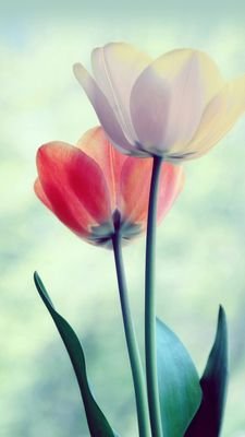 Muggle-born, book & flower-lover, Im pretty busy but pretend not to be coz wat is the purpose of life then if you cant even enjoy it XD