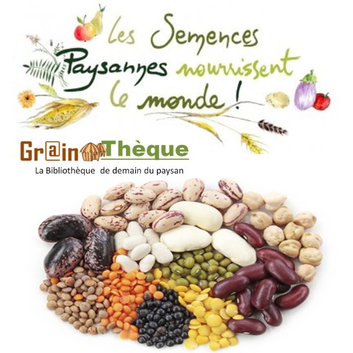 GrainothequeCiv's profile picture. Grainothèque est une organisation qui soutient l’agriculture paysanne pour renforcer la souveraineté alimentaire fondée sur la biodiversité.