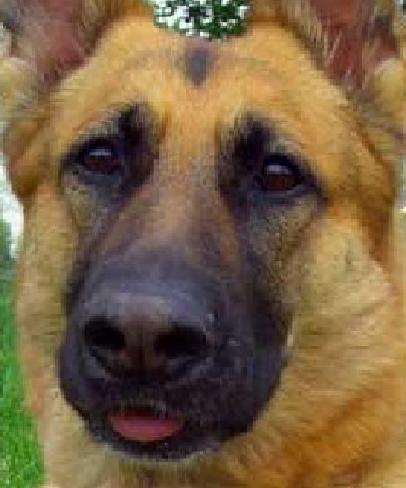 DeputyDoggy Profile Picture