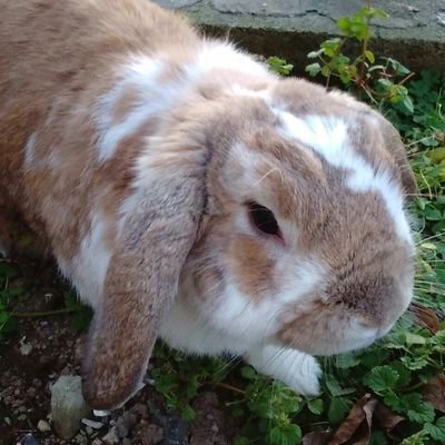 crosspasser7's profile picture. 三國志、戦国時代、ｼﾞｮｼﾞｮ、ﾌｯﾄﾎﾞｰﾙ、小田和正、宇多田ﾋｶﾙ、ﾏｲｹﾙ・ｼﾞｬｸｿﾝ、PET SHOP BOYS、ｸｲｰﾝ、諸葛亮、真田信繁、ﾍﾞｯｶﾑ、ﾗﾋﾞｯﾄ、ｶﾛｰﾗﾂｰﾘﾝｸﾞ、ﾌｧﾌﾞﾙ、ﾐｽﾃﾘと言う勿れ、三月のﾗｲｵﾝ