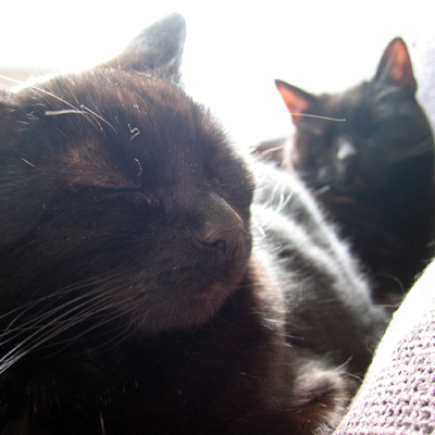 Two cats, siblings, owned by a chap born in 1978, cancerian, media grad, happily married, proud father & resident of the lovely city of edinburgh