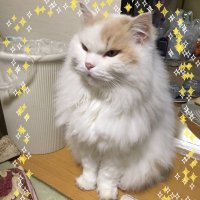 だいけん (@yuyayuzukiyuto) Twitter profile photo