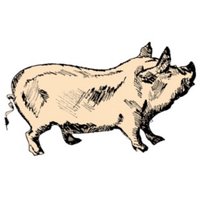 The Tipsy Pig (@tipsypigromsey) 's Twitter Profile