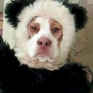 AnaisDGH1's profile picture. J'aime les chiens
J'aime les pandas
J'aime les séries

J'aime pas les maths
J'aime pas les gens sans humour
J'aime pas les huîtres

C'est tout...