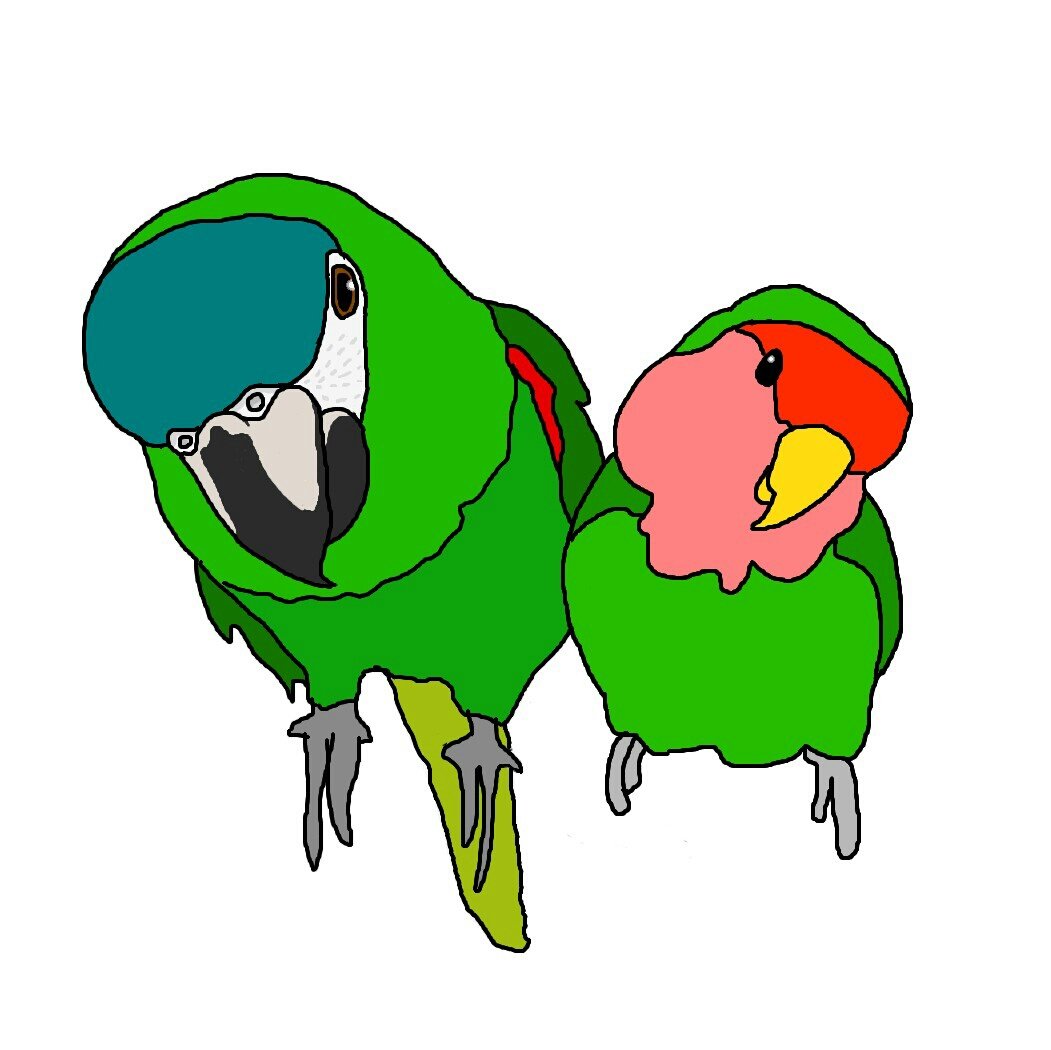 kuk_mo's profile picture. こざ嬢＠コザクラインコ、こみ坊＠コミドリコンゴウインコと暮らしていましたが、こざ嬢は2017年4月に虹の橋へと旅立ちました。
2018年12月25日にこざっ子@コザクラインコが新たに家族に加わりました。
基本はお気楽なネガティブ人間なので、ネガティブなこともちょいちょいつぶやきます。
よろしくお願いします。