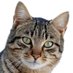 Zulu (Retired Swapper) (@zuluswaps) Twitter profile photo Zulu (Retired Swapper) (@zuluswaps) Twitter profile photo