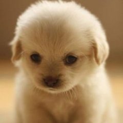 ImaMonkey23's profile picture. 