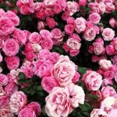 KillerKat22's profile picture. Believer