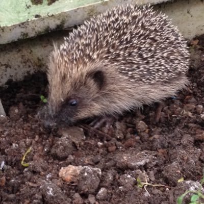 A hedgehog fan after having the privilege of looking after some baby hogs. Also have 2 beautiful & sometimes cheeky chickens and a gorgeous kitten called Coco.