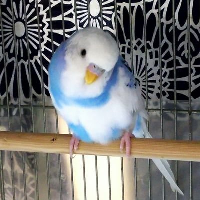 実家のインコの「ピー太くん」は…2019.4.16朝、天に召されてしまいました。今年5.10父も旅立ちました😢