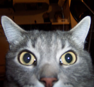 I'm Rachel and Danny's fat cat