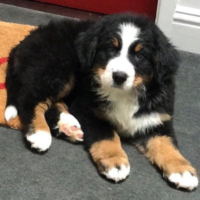 I'm a Bernese Mountain Dog pup living an adventurous life in San Francisco along with my trusty sidekicks, mom and dad.