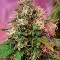 Cali Kush (@too_fad3d) 's Twitter Profile