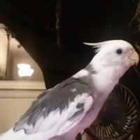 Sue McTigue (@ilv503) 's Twitter Profile