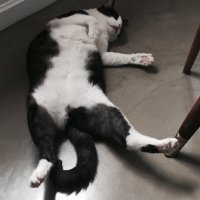 marcote (@_marcote_) 's Twitter Profile