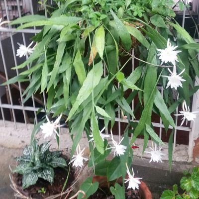 everthrodolfo's profile picture. everth