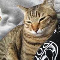 未歩川 犀 Mihokawa Sei@断易と九星気学 (@vespertine1023) 's Twitter Profile