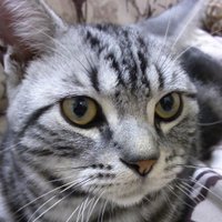にーつぁ (@nizah) Twitter profile photo
